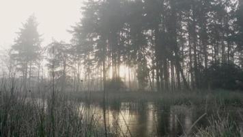 Slow Pan of Foggy Marsh   video