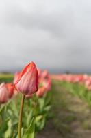Tulips blooming in a field at the beginning of spring on a cloudy day photo