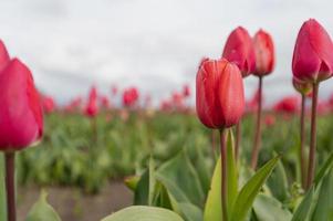 Tulips blooming in a field at the beginning of spring on a cloudy day photo