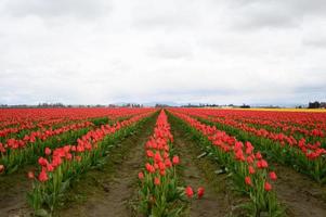 Tulips blooming in a field at the beginning of spring on a cloudy day photo