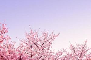 hermosas flores de primavera, flores de cerezo, flor de sakura con un hermoso fondo natural foto