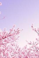 Beautiful spring flower cherry blossoms, Sakura Flower With Beautiful Nature Background photo