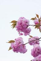 hermosas flores de primavera, flores de cerezo, flor de sakura con un hermoso fondo natural foto