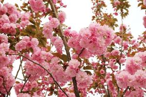 hermosas flores de primavera, flores de cerezo, flor de sakura con un hermoso fondo natural foto