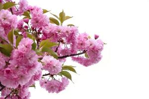 Beautiful spring flower cherry blossoms, Sakura Flower With Beautiful Nature Background photo