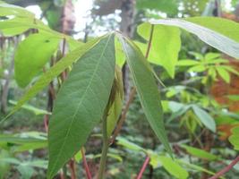 photo focus on young cassava leaves