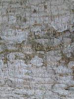 texture of albasia tree bark photo