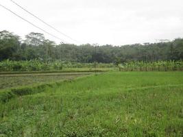 a view of the rice fields with a view of the electric wires crossing over it photo