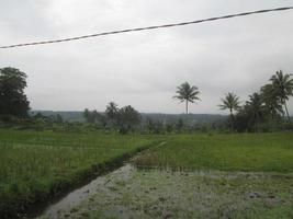 the cable crosses over the green rice fields photo