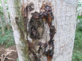 enfermedad de la piel del árbol de albasia foto