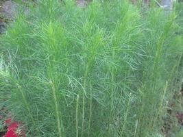 Fennel plants thrive in the yard photo