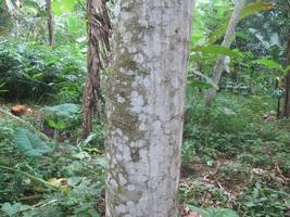 tronco de árbol de albasia en plantación foto