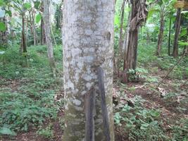 big and healthy albasia tree trunk photo