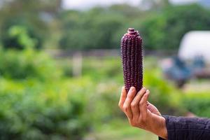 Close-up of hand woman holding sweet purple corn photo