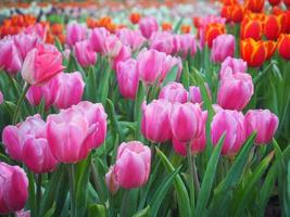 Colorful tulips blooming in the garden