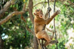 monkey sitting on branch in forest