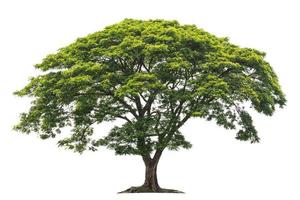 big green tree isolate on white background