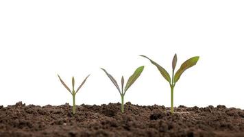 The sequence of growth and development of a plant or tree growing from the soil on a white background.