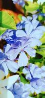 Turquoise flowers. Cape Plumbago, turquoise flowers blooming in the sunlight. photo