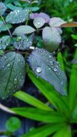 Drops of water. Focus on the water droplets on the young leaves. photo