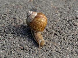 Big garden snail in shell crawling on wet road photo