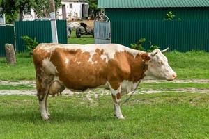 fotografía sobre el tema hermosa gran vaca lechera foto