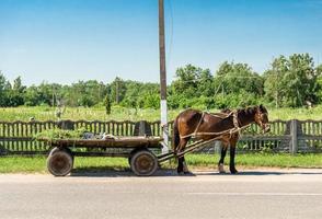 Hermoso semental de caballo marrón salvaje en la pradera de flores de verano foto