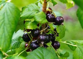 Photography on theme beautiful bush berry black currant photo