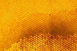 Honeycomb from bee hive filled with golden honey photo