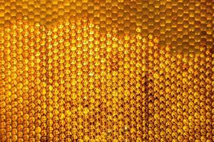 Honeycomb from bee hive filled with golden honey photo