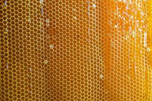 Honeycomb from bee hive filled with golden honey photo