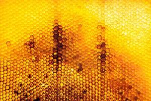 Honeycomb from bee hive filled with golden honey photo