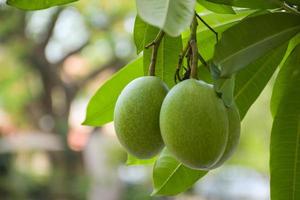 green fruit hanging in resort and bokeh light photo