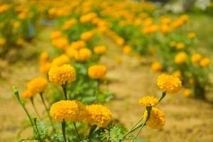 marigolds flower yellow   blooming photo