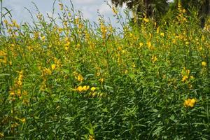 los campos de cáñamo amarillo están en plena floración en el jardín. foto