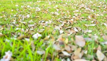 pradera y hojas secas cayendo en el jardín foto