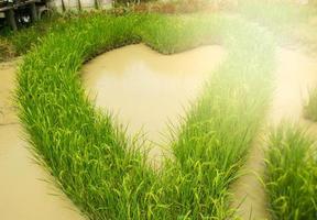 heart  field  rice decoration in farm south Thailand photo