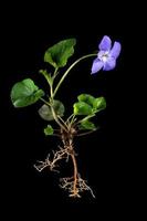 Whole blue violet plant with roots and flower photo