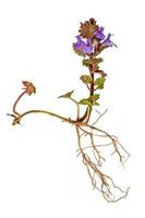 Whole blue ground ivy plant with roots and flower photo