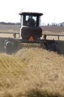 Harvest Combining Saskatchewan photo