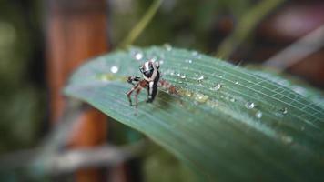 spiders on green leaves and water falls onto leaves photo