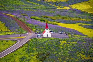 Lonely Lutheran Myrdal church surrounded by violet and pink lupine and yellow meadow flowers at Vik town, South Iceland, at summer sunny day with many visitors and tourists.
