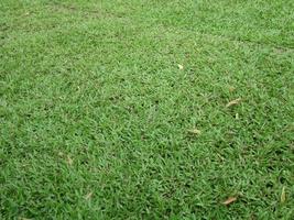 expanse of green grass with the type of elephant grass photo