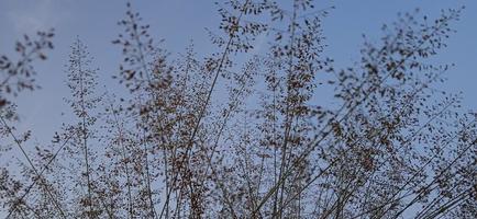 Bottom view angle of bird nest-like wild grass background silhouette with a blue and white sky in the morning photo