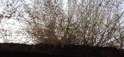 Bottom view angle of bird nest-like wild grass background silhouette with a blue and white sky in the morning photo