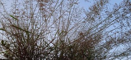Bottom view angle of bird nest-like wild grass background silhouette with a blue and white sky in the morning photo