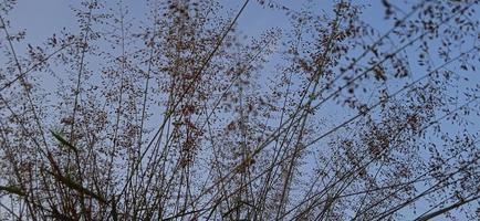 Bottom view angle of bird nest-like wild grass background silhouette with a blue and white sky in the morning photo