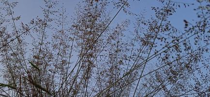 Bottom view angle of bird nest-like wild grass background silhouette with a blue and white sky in the morning photo