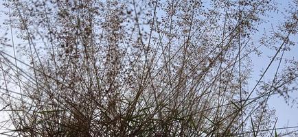 Bottom view angle of bird nest-like wild grass background silhouette with a blue and white sky in the morning photo