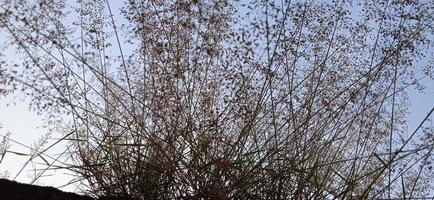 Bottom view angle of bird nest-like wild grass background silhouette with a blue and white sky in the morning photo